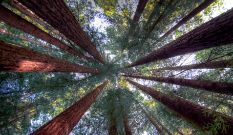 A circle of California redwoods
