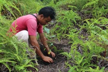 The Pesalat Reforestation Project in Central Kalimantan, Indonesia, works to restore forest within a national park degraded by fire and logging. As of 2013, 450 hectares are under restoration, with over 4,000 seedlings planted. Photo by Aaron Minnick/WRI