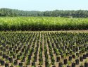 An oil palm nursery near Bengkulu, Sumatra