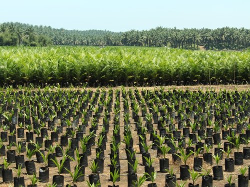 An oil palm nursery near Bengkulu, Sumatra