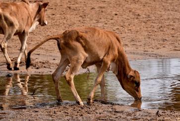 Hamar cattle, Demeka, Ethiopia