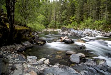 Forest upstream of Portland, OR. 