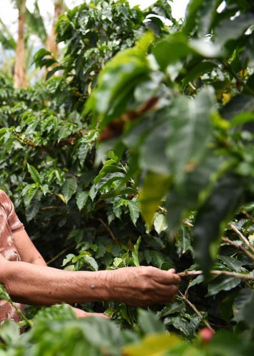 women in field