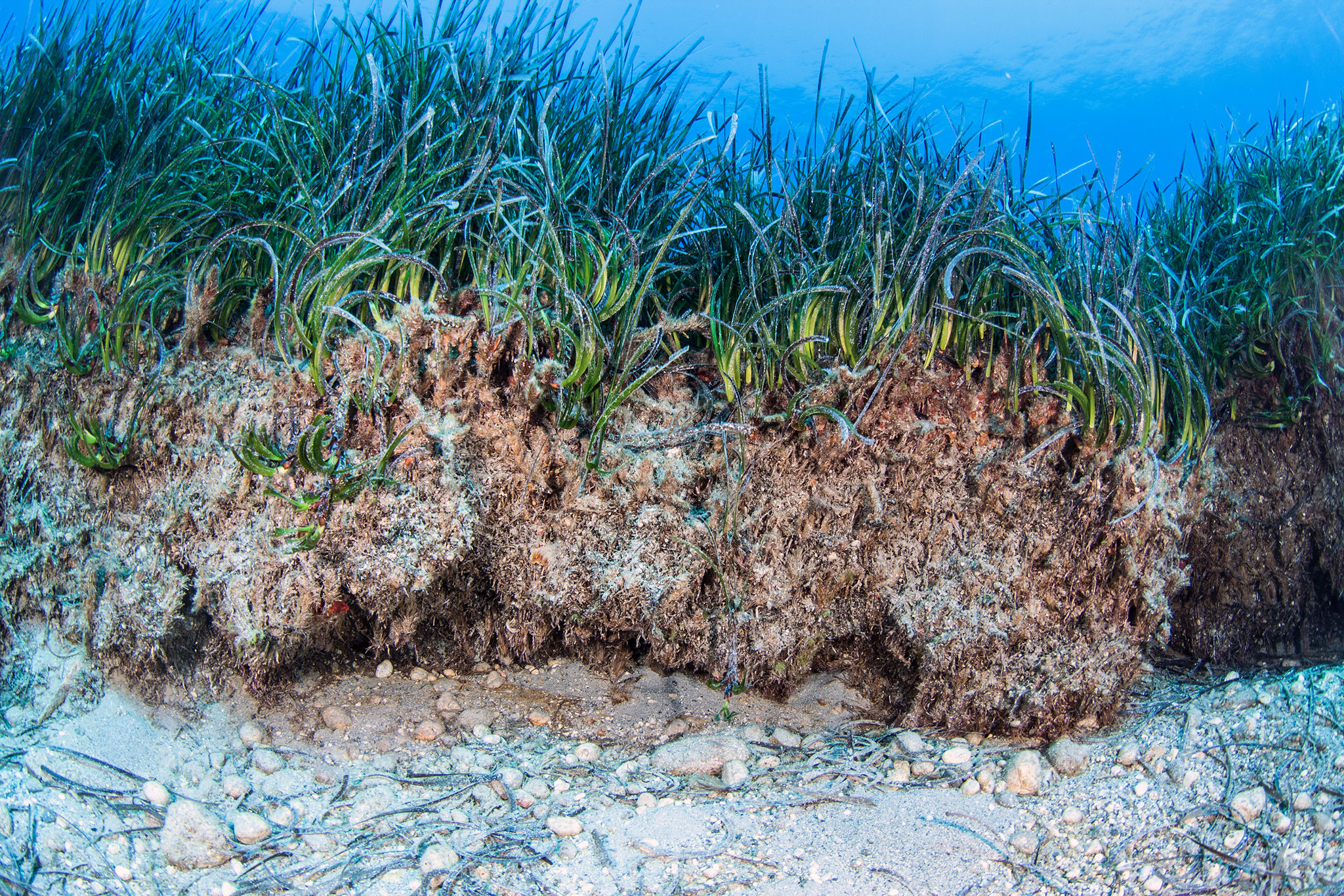 Seagrass with trapped sediment 