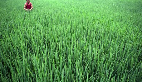 Rice farmer in Chengdu. Rice cultivation can release methane. Flickr/UN Photo.