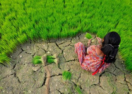 adaptation neil palmer ciat.jpg
