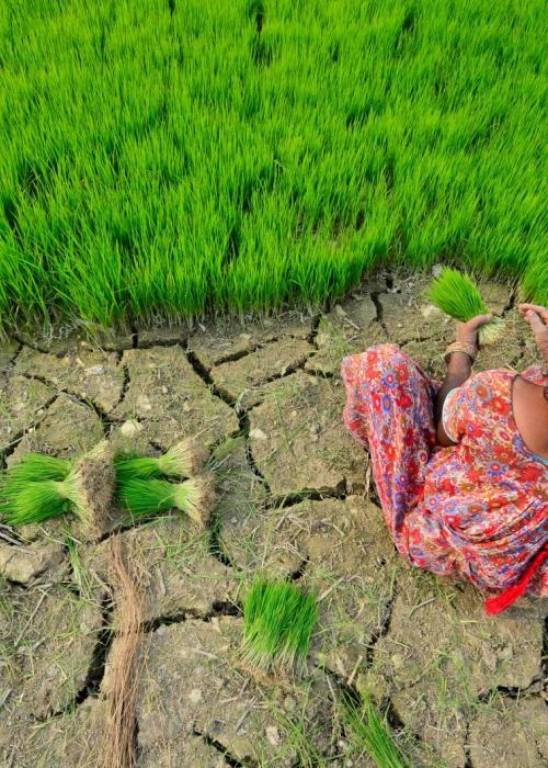 adaptation neil palmer ciat.jpg