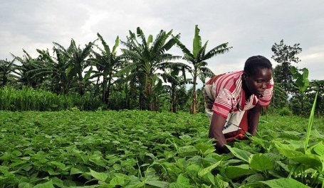 African farmer