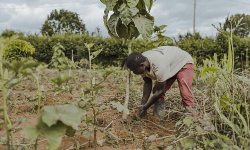 A farmer in Ghana plants a tree.