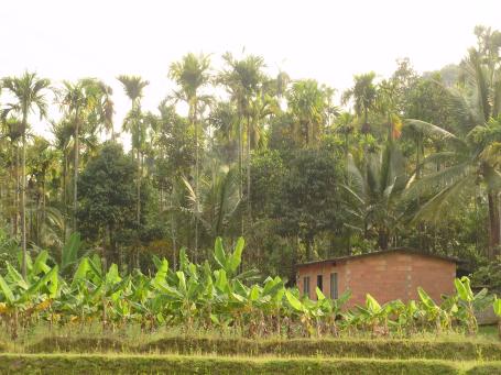 Trees planted along rows of crops with a small farmhouse and large trees in the backdrop.