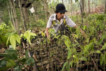 Farmer in Indonesia sows forest crops seed in his nursery.