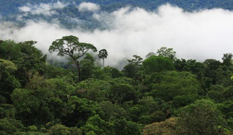 Amazon rainforest