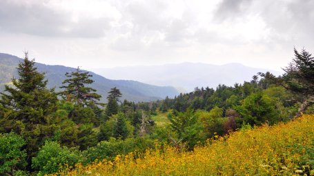 Forest in U.S. Appalachia region