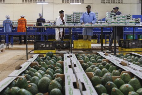 Packing avocados.