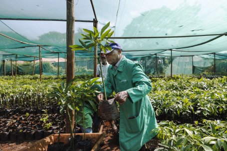 Man holding avocado sapling at tree nursery.