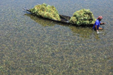 A farmer harvests rice from a flooded field.