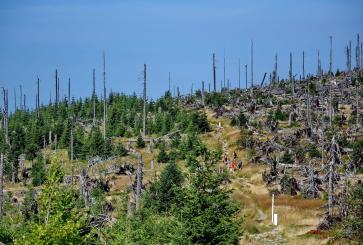 People walking through a forest partially regrown after a fire.