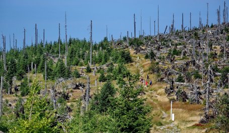 People walking through a forest partially regrown after a fire.