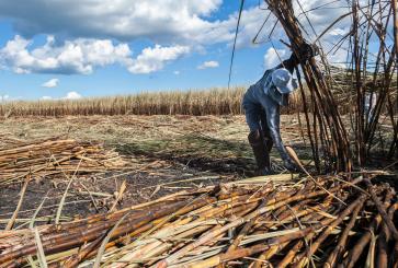 Sugarcane farm in Brazil.