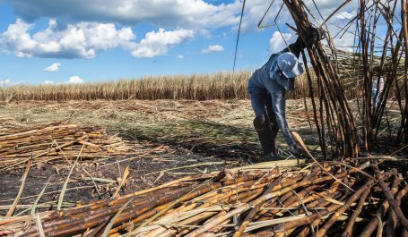 Sugarcane farm in Brazil.
