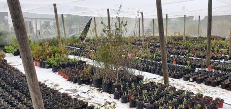 This is a local nursery for indigenous plants used to restore the catchment after the removal of invasive plants. 