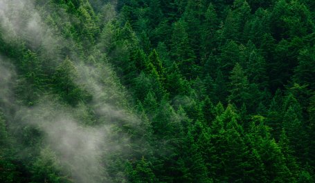 A forest in a fog.
