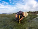 A scientist takes a soil sample to measure carbon sequestration in a seagrass bed.