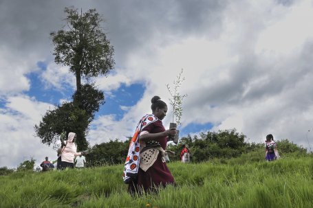 Women at restoration site carrying saplings.