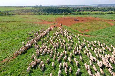 Aerial view of a herd of white cattle in a green pasture. 