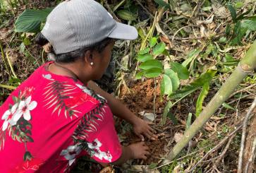 A woman plants trees in the brush