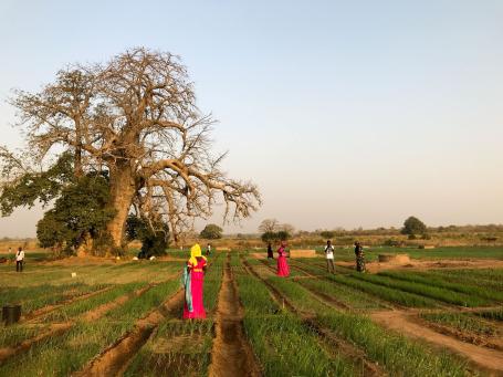 Farmers among the plots of a community garden.