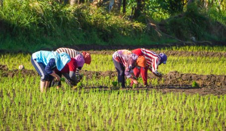 Farmers plant rice seeds in a field in Indonesia