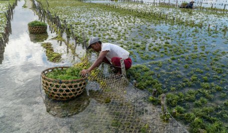 People collecting seaweed from flooded field.