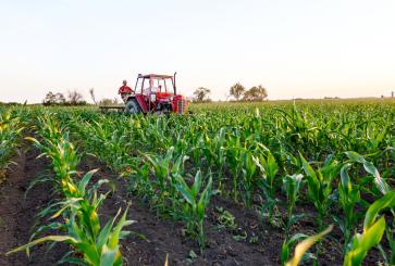 People riding a red tractor in a corn field.