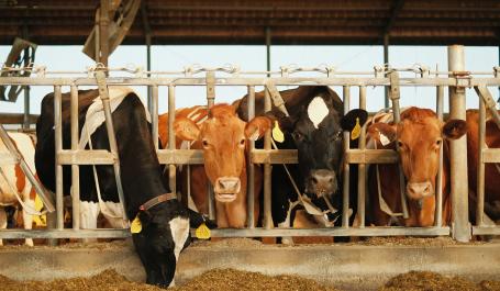 cattle farm