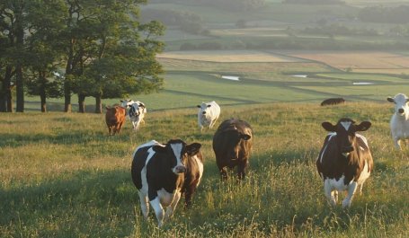 Six cows grazing in an open field. 