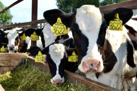 dairy cows