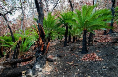 Young trees burst through the forest floor thanks to traditional fire management techniques that encourage biodiversity and new growth.