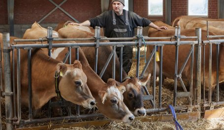 A farmer watches over his cows as they eat. 