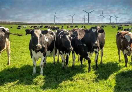 Cows graze in a meadow with wind turbines in the background.