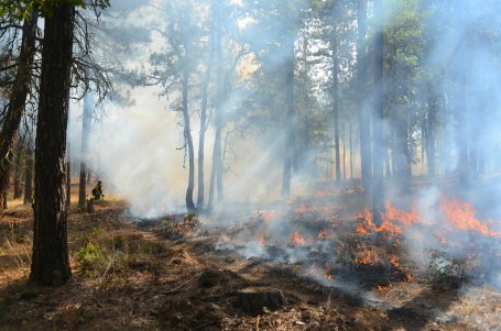 Low intensity burning in a forest as part of an Indigenous cultural burning practice.