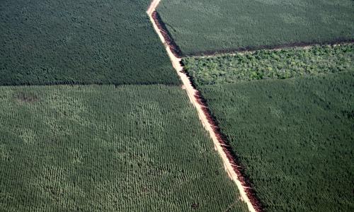Aerial view of a massive eucalyptus plantation with rows of trees filling the frame.