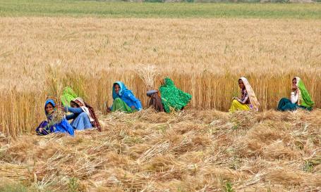 Women farmers in India harvest wheat from a field.