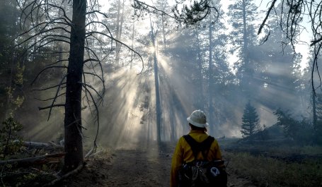 A firefighter walks through the Donnell Fire in the Stanislaus National Forest, California. 