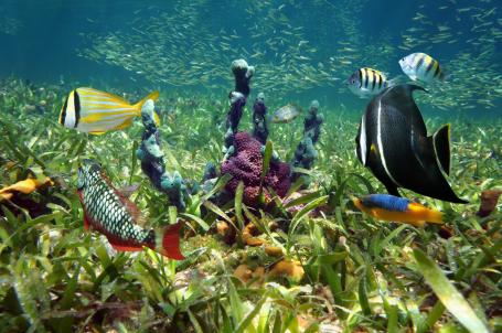 Underwater shot of colorful tropical fish swimming among seagrass.