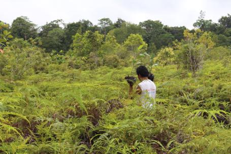 A person walking carrying seedlings through a field of tall grass.