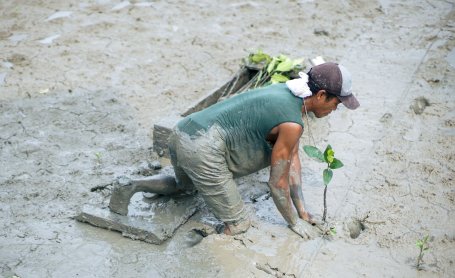 A young man plants a mangrove tree in Indonesia
