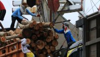 Workers unload timber from a ship in Indonesia.