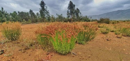 Indigenous shrubs growing in the Breede. In the background are invasive eucalyptus trees.