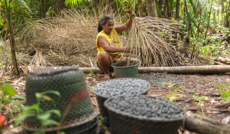 A woman harvests acai berries from the Amazon in the traditional way, using a palm tool.